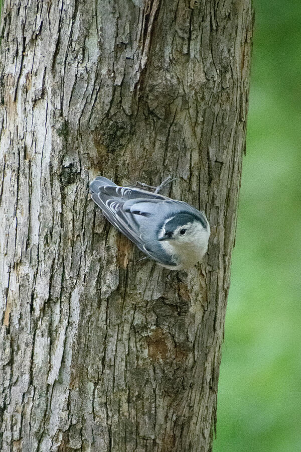 White-breasted Nuthatch Photograph by Thierry Lach White-breasted Nuthatch Photograph by Thierry Lach
