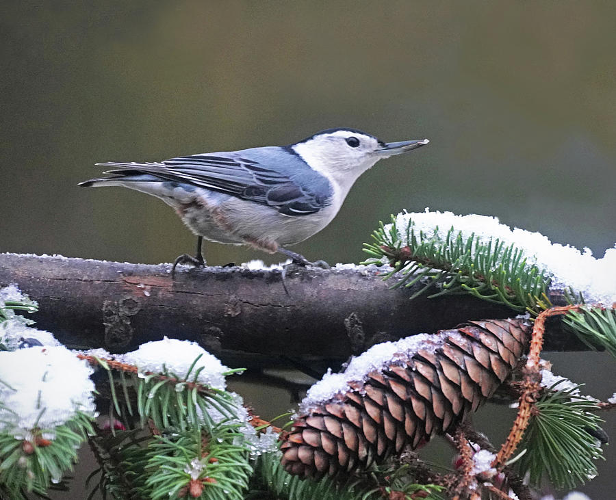 White-breasted Nuthatch w/Snow Photograph by Dennis Cox Photo Explorer