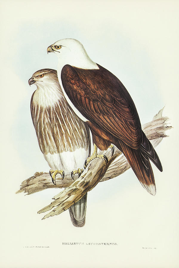 John Gould Drawing - White-breasted Sea Eagle, Haliaster leucosternus by John Gould