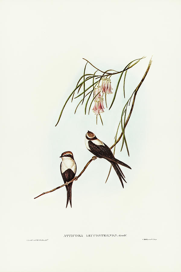 John Gould Drawing - White-breasted Swallow, Atticora leucosternon by John Gould