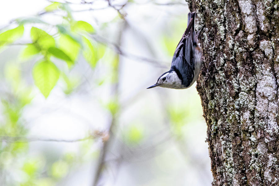 White Breasted Nuthatch in the Croatan National Forest - Eastern  Photograph by Bob Decker