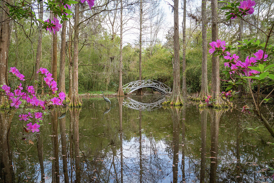 White Bridge Framed by Spring Blooms Photograph by Cindy Robinson
