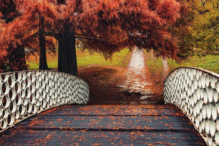 White bridge under the tree in autumn landscape Photograph by Mihnea  Paunescu - Fine Art America