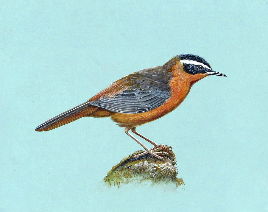White-browed Robin-Chat Painting by Barry Kent MacKay