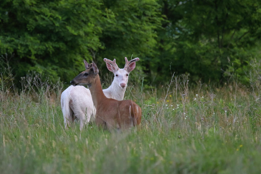 White Brown Deer Photograph by Brook Burling
