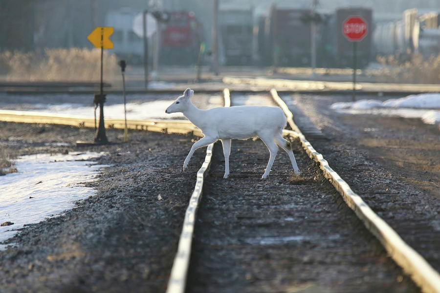 White Buck Crossing Tracks Photograph by Brook Burling