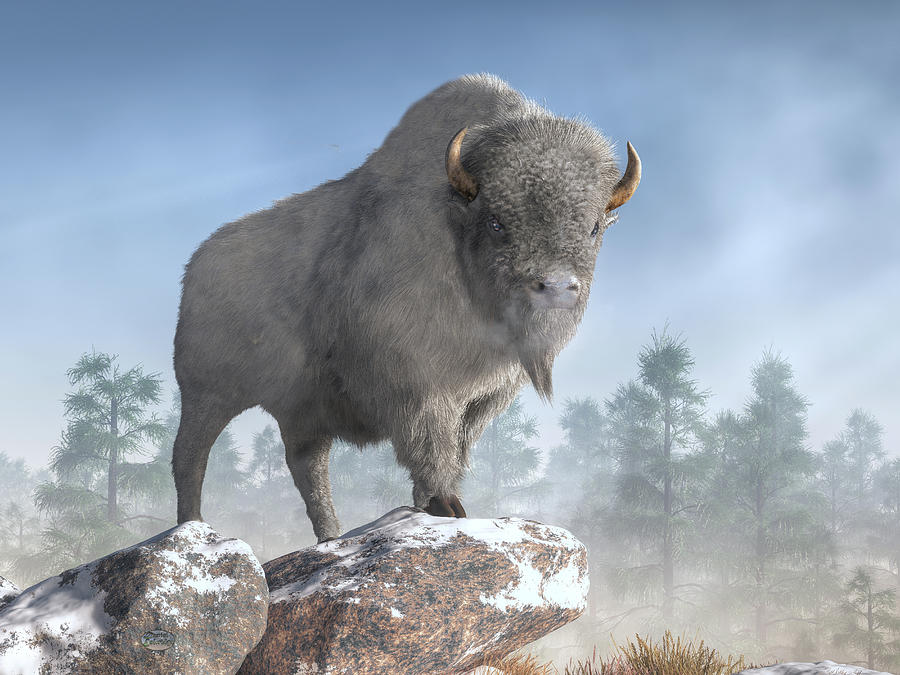 White Buffalo In Winter Digital Art by Daniel Eskridge