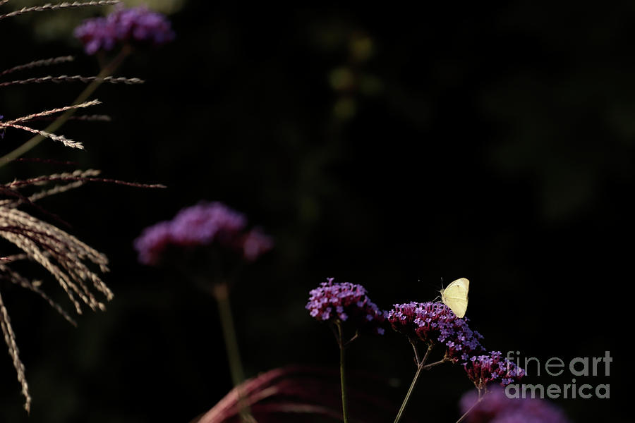 Nature Photograph - White Butterfly and Purple Verbena by Terri Waters
