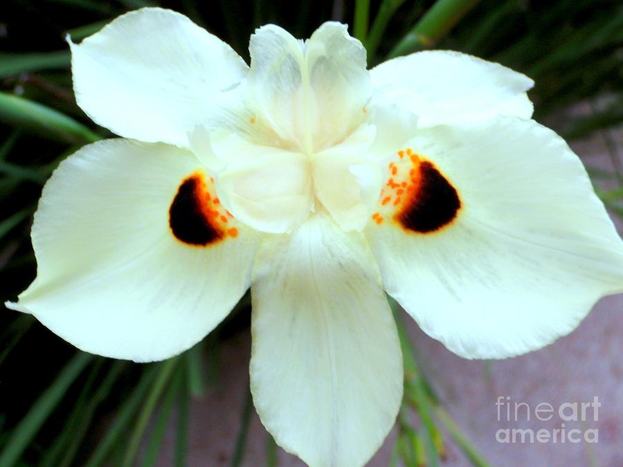 White African Butterfly Iris - 2 Photograph by Mary Deal