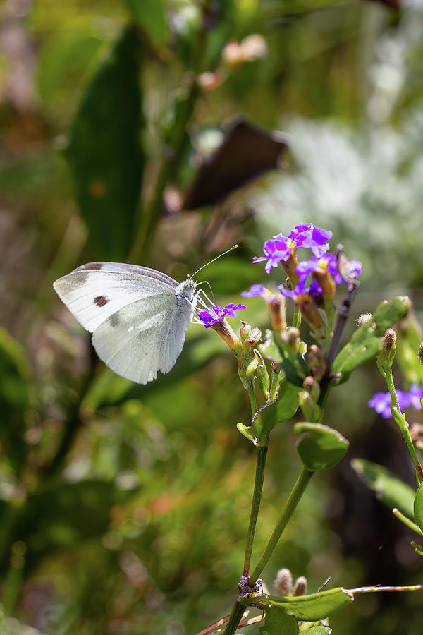 Butterfly Photograph - White Butterfly NSW by John Haldane