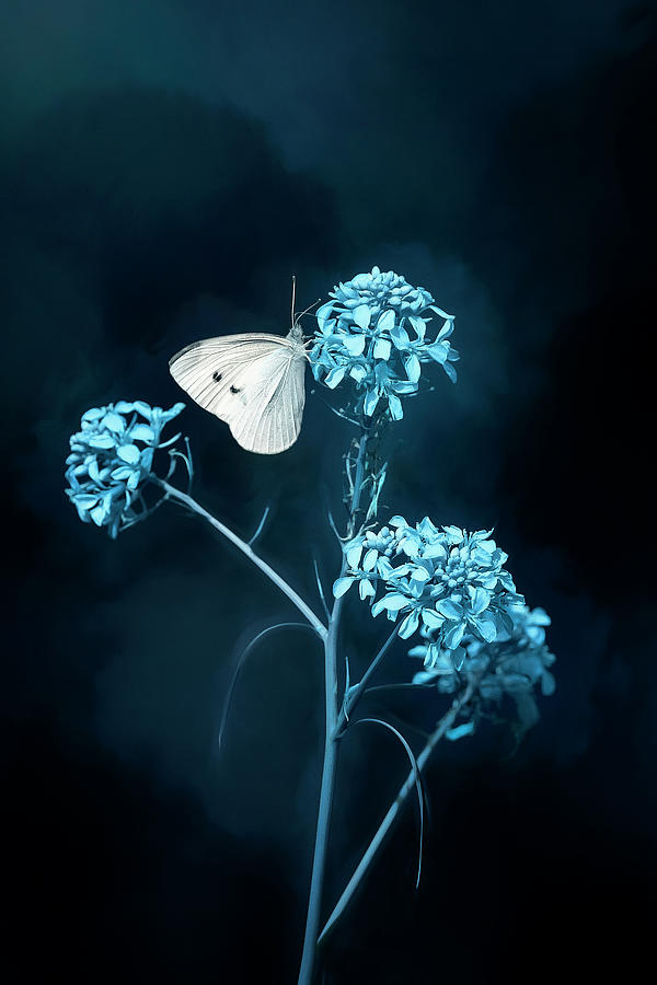 White Butterfly on Blue Flower Photograph by Deborah Penland
