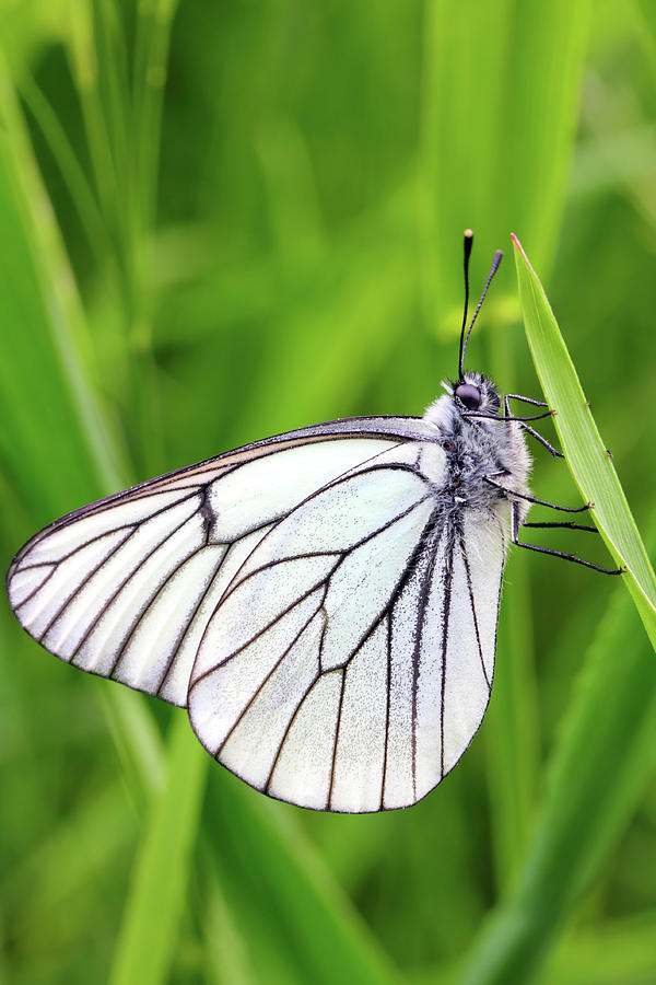 White Butterfly On Green Grass Photograph by Mikhail Kokhanchikov