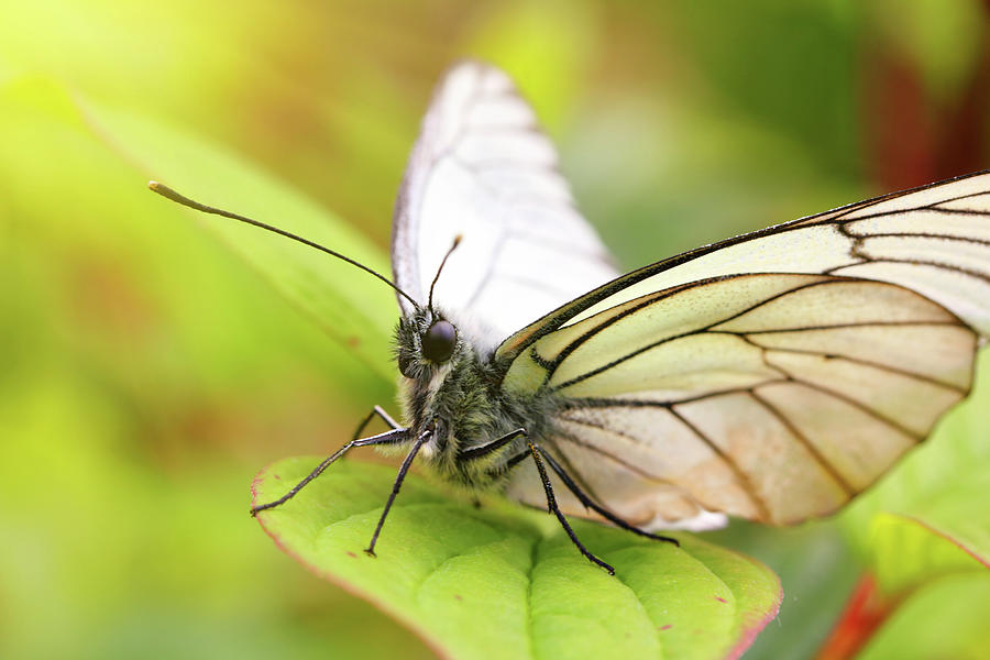 White Butterfly On Green Leaf Macro Photograph by Mikhail Kokhanchikov