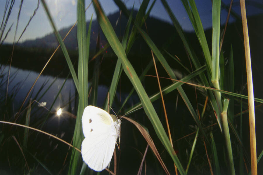 White Butterfly on leaf, close up Photograph by Dex Image