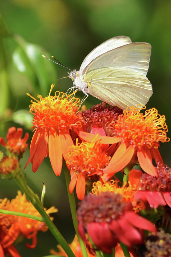 White Butterfly on Mexican Flame Photograph by Debra Martz White Butterfly on Mexican Flame Photograph by Debra Martz