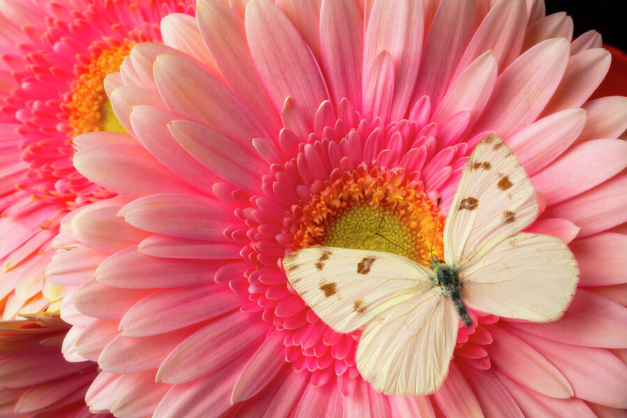 White Butterfly On Pink Gerbera Daisy Photograph By Garry Gay Fine Art America 