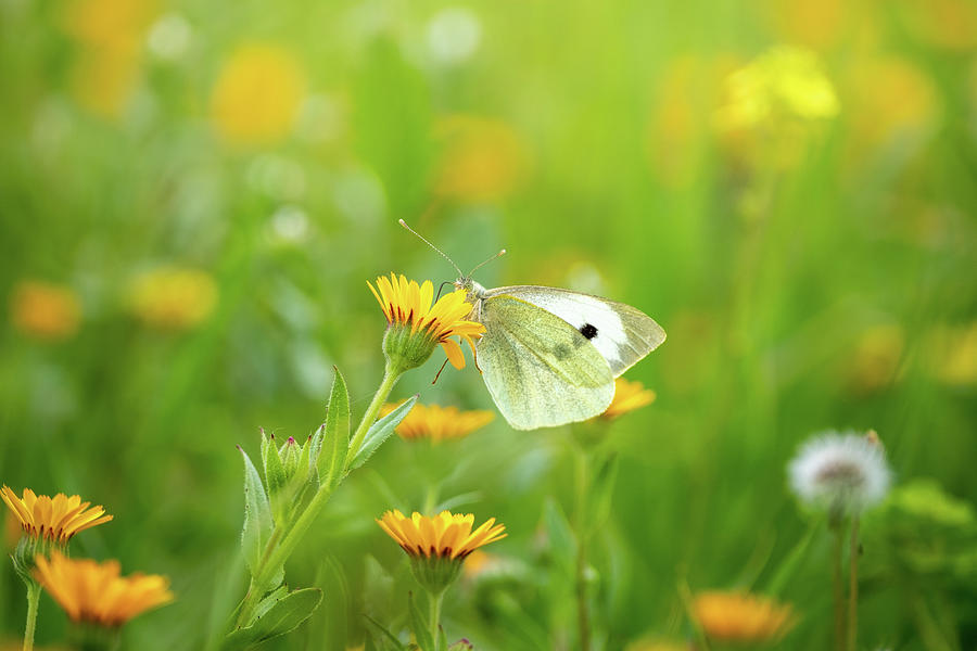 White Butterfly on Yellow Flower Photograph by Alexios Ntounas