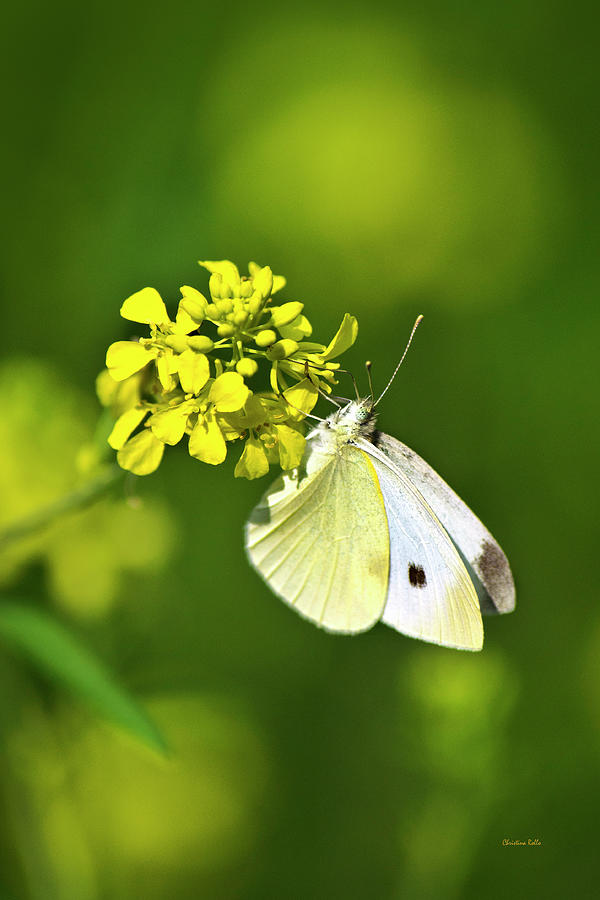 White Butterfly On Yellow Flower Photograph by Christina Rollo