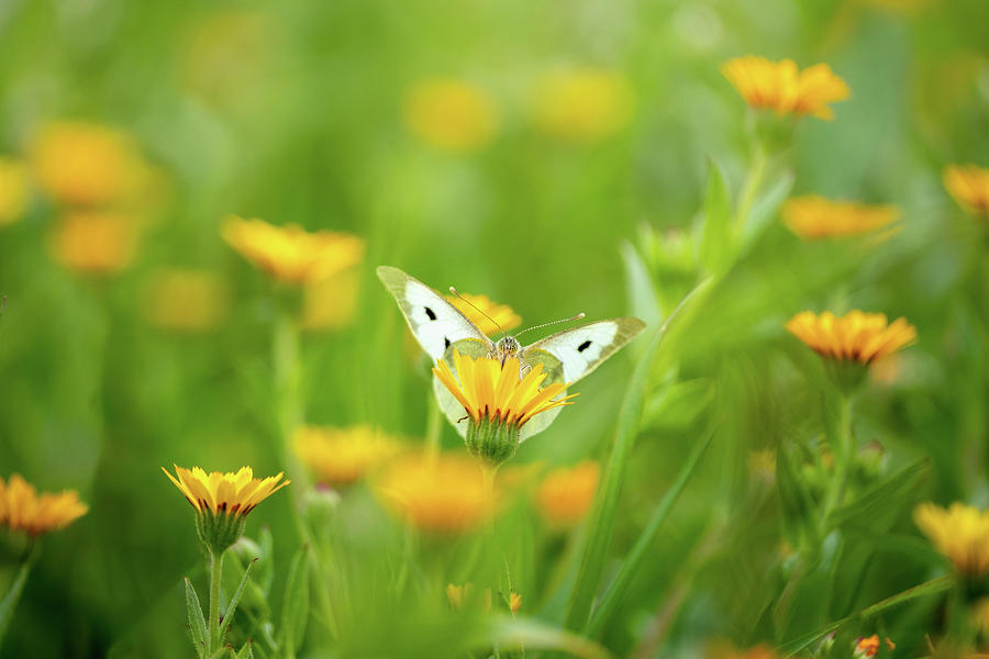 White Butterfly on Yellow Flower ii Photograph by Alexios Ntounas