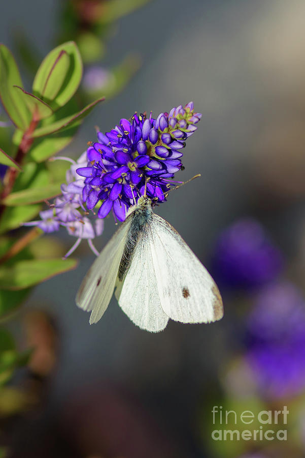 White Butterfly Purple Flower Photograph by Nancy Gleason