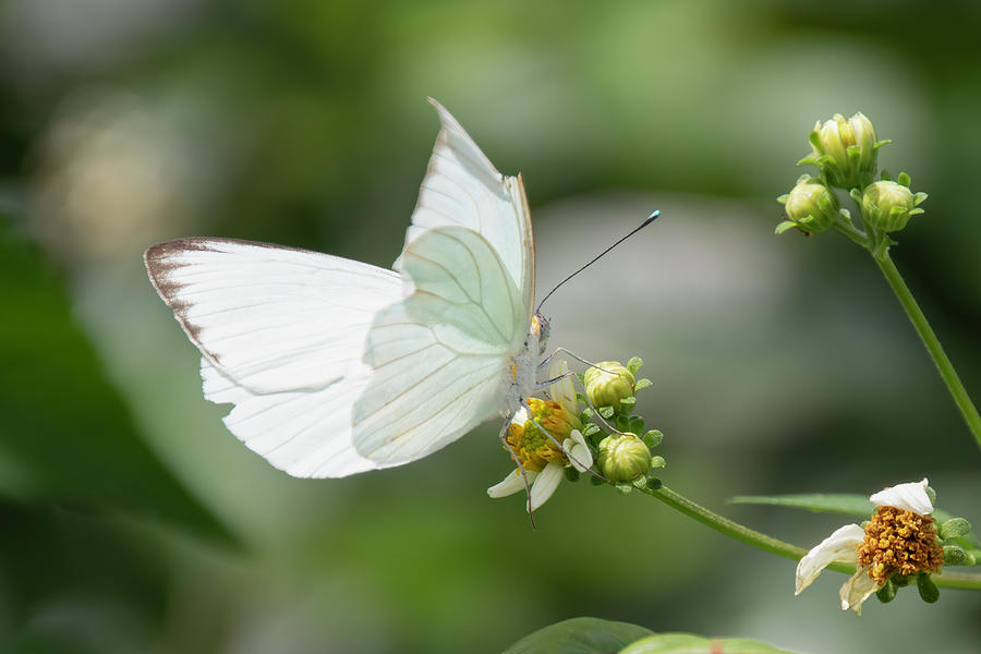 White Butterfly Photograph by Robert Wilder Jr