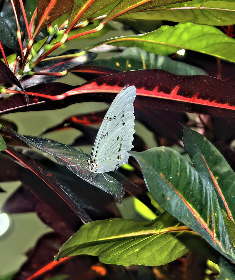 White Cabbage Butterfly Photograph by Cathy Anderson