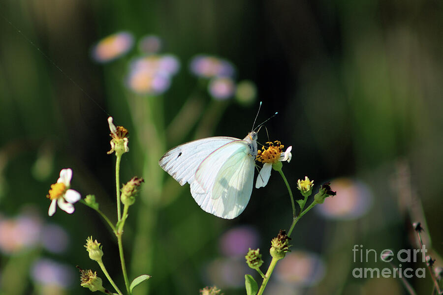 Butterfly Photograph - White Cabbage Butterfly On Daisy by Brenda Harle