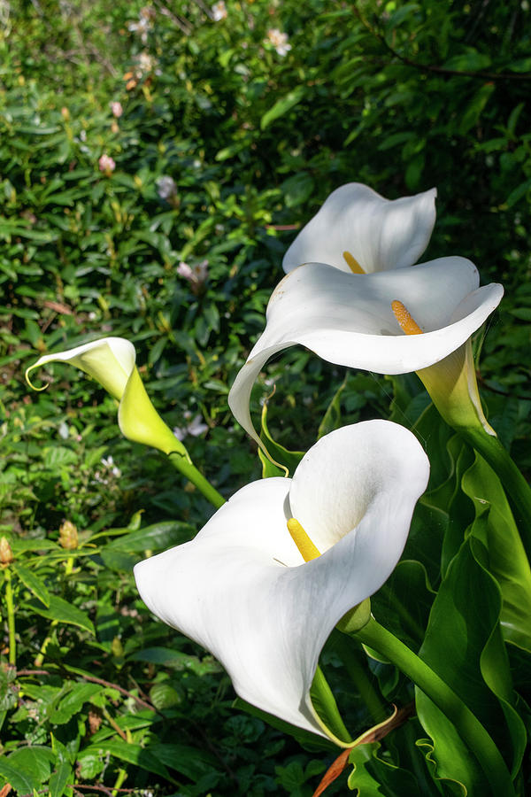 White Cala Lilies Photograph by Frank Wilson
