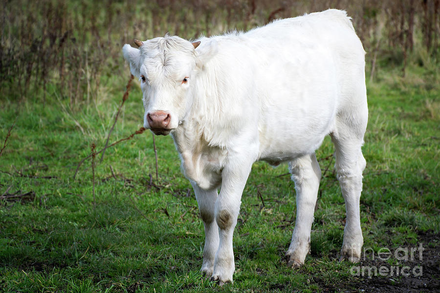 White calf in a field Photograph by Birgitta Astrand