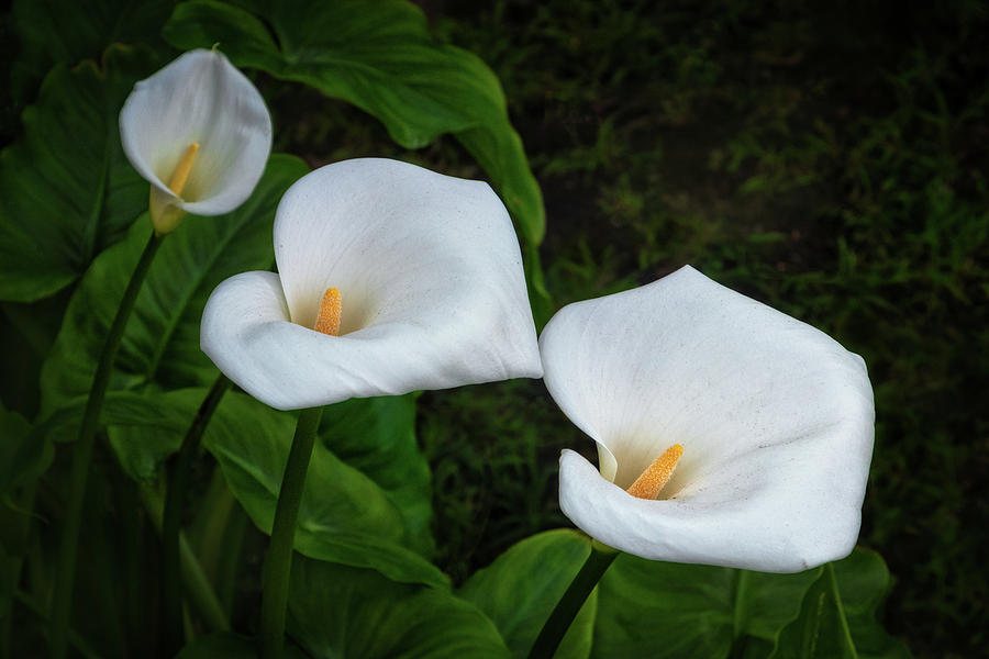 White Calla Lilies Photograph by Carolyn Derstine