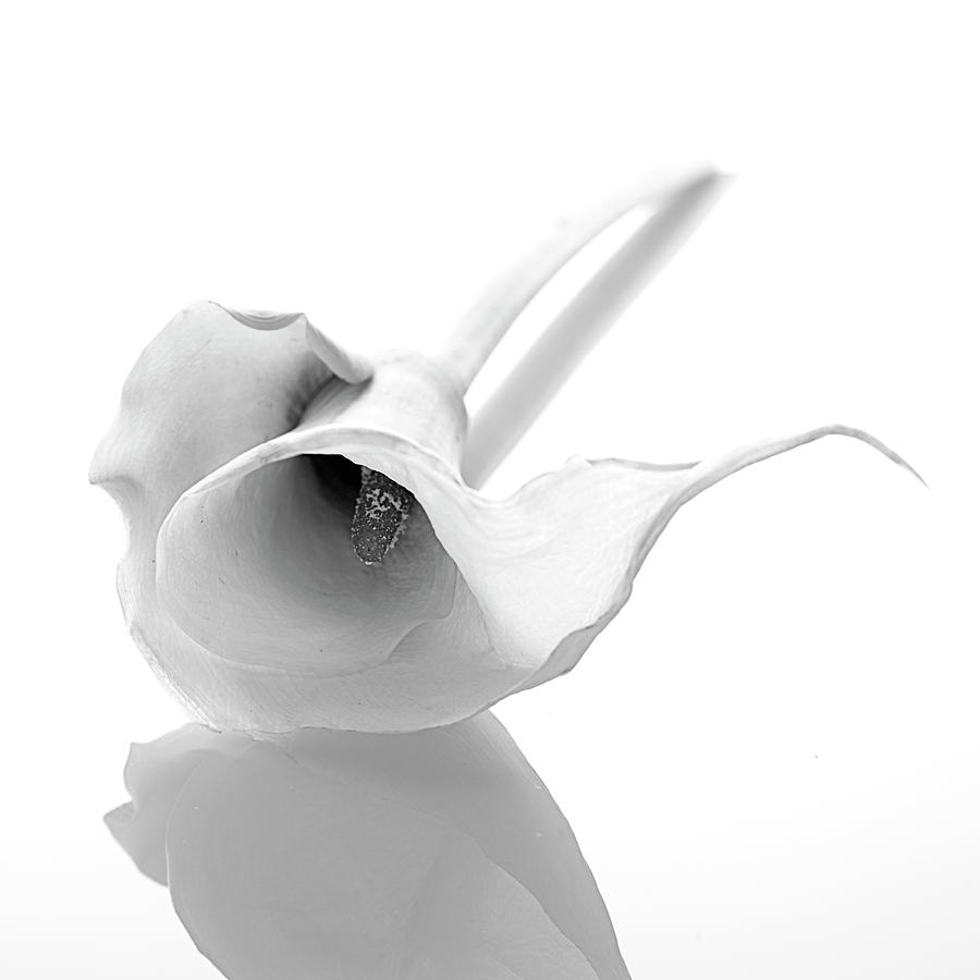 White Calla Lilies High End Photo Art Photograph by Lily Malor