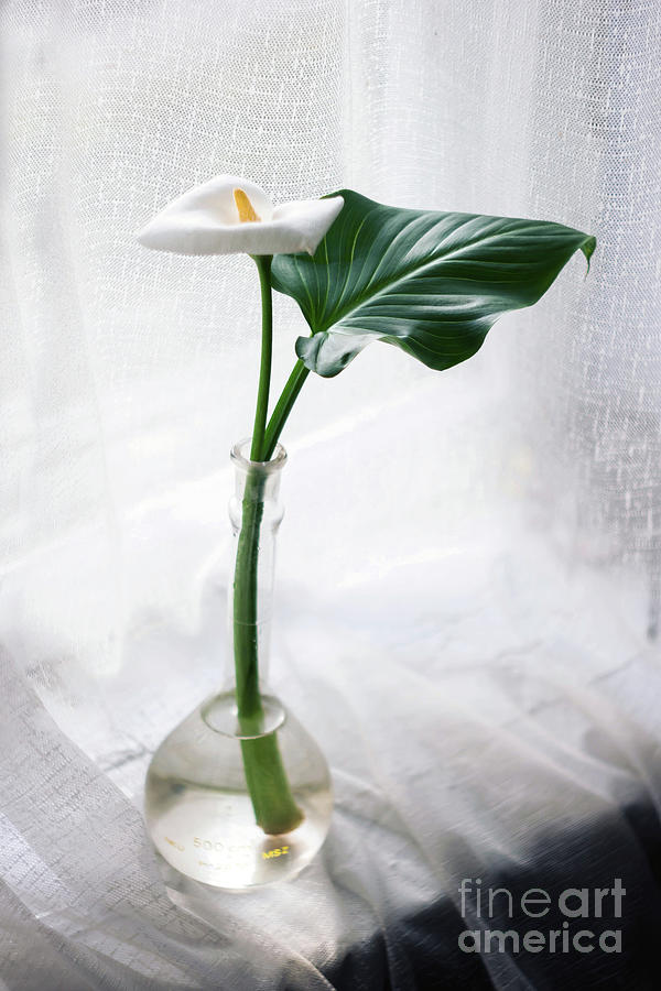 White Calla Lily In A Vase Photograph by Sandi OReilly