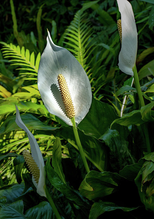 White Calla Lily Triad Photograph by Margaret Zabor