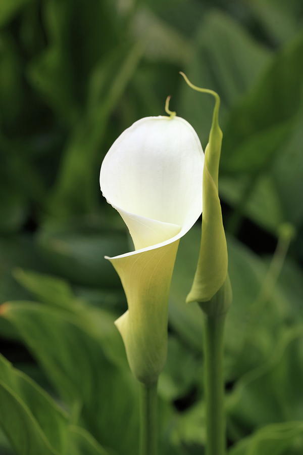 White Calla Lily with Frond Photograph by Catherine Avilez