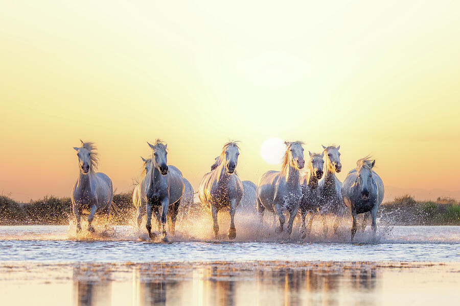 White Camargue Horses are running along the water Photograph by Francesco Riccardo Iacomino White Camargue Horses are running along the water Photograph by Francesco Riccardo Iacomino