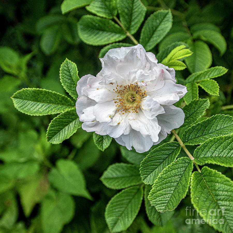 White Camden Rose Photograph by Daniel Hebard