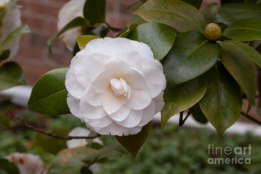 Camellia Beauty