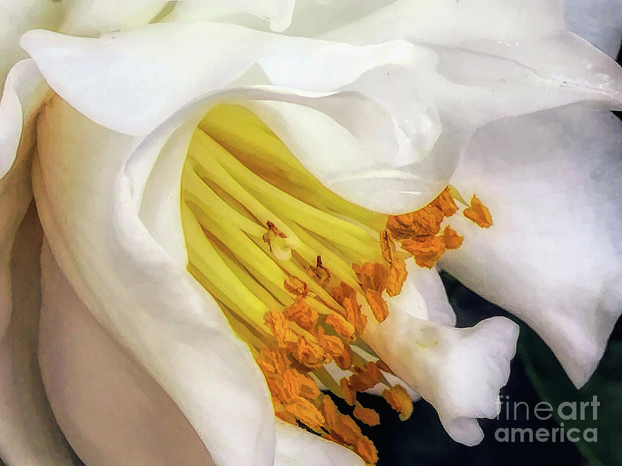 White Camellia Elegance Digital Art by Amy Dundon