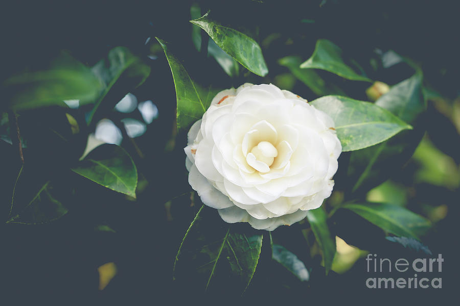 Nature Photograph - White Camellia Flower  by Tamara Lance