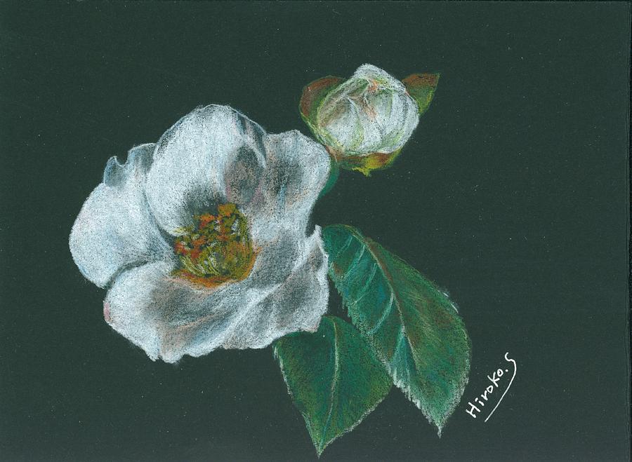 White Camellia Drawing by Hiroko Stumpf
