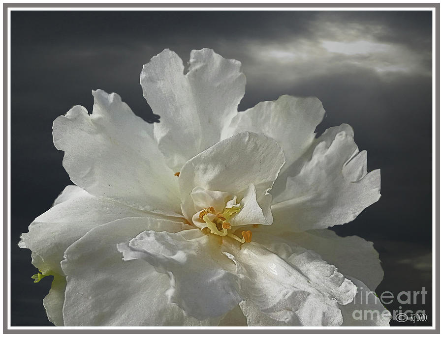 white Camellia - hybrid Photograph by Klaus Jaritz