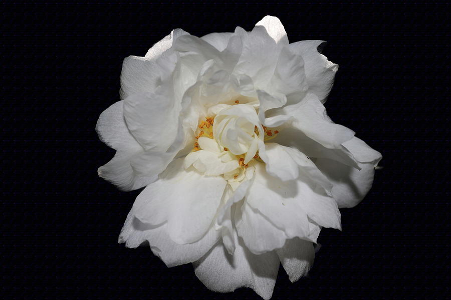 White Camellia II Photograph by Mingming Jiang