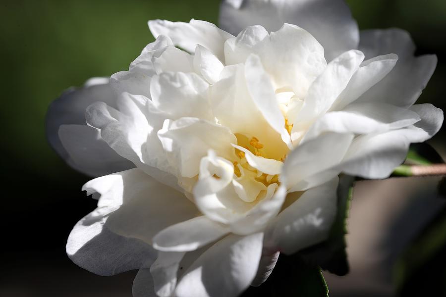 White Camellia III Photograph by Mingming Jiang