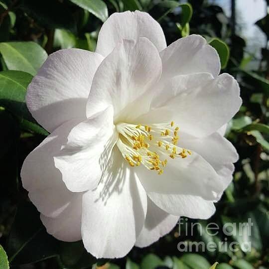 White Camellia Photograph by Jeannie Rhode
