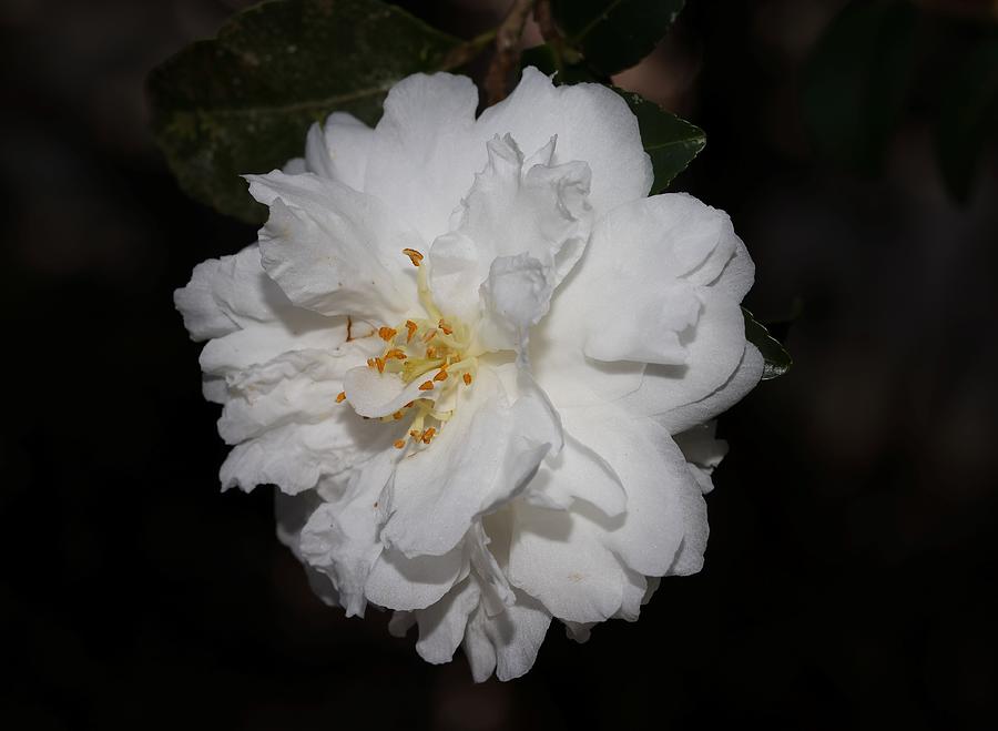 White Camellia  Photograph by Mingming Jiang