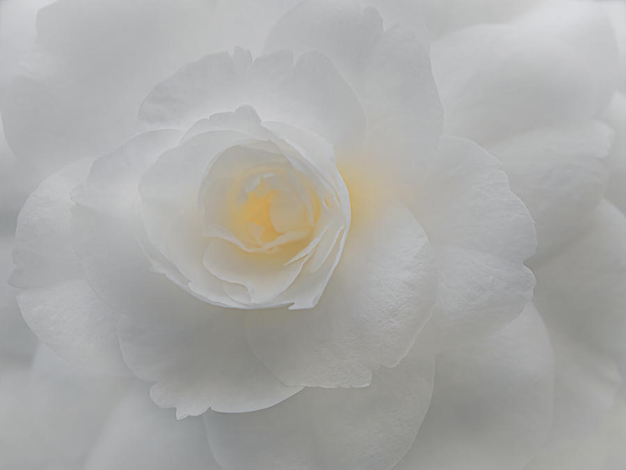 White Camellia Photograph by Sylvia Goldkranz