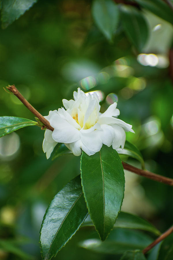 White Camellia Vertical Photograph by Mary Ann Artz