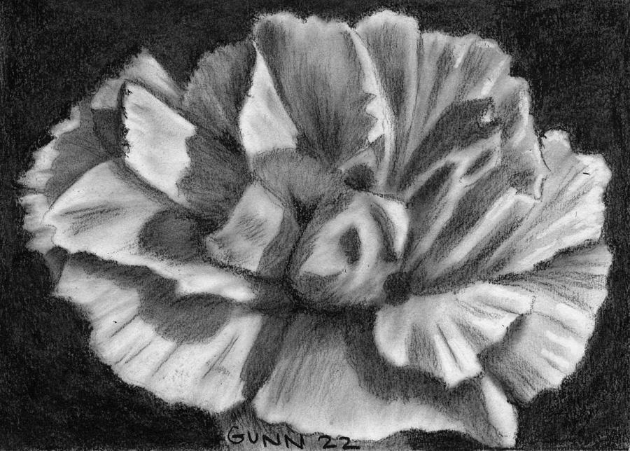 White Carnation Drawing by Katrina Gunn