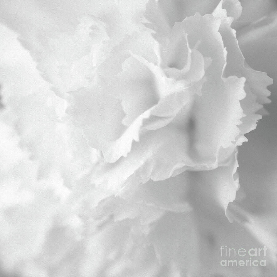 White Carnation Photograph by Yvonne Johnstone