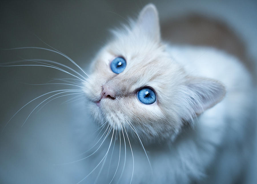 White cat - blue eyes Photograph by Johnnie Art - Fine Art America